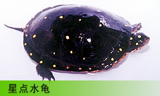  ǵˮ
